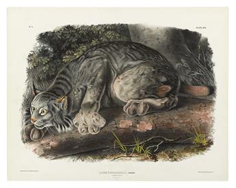 AUDUBON, JOHN JAMES. Lynx Canadensis. Plate XVI.